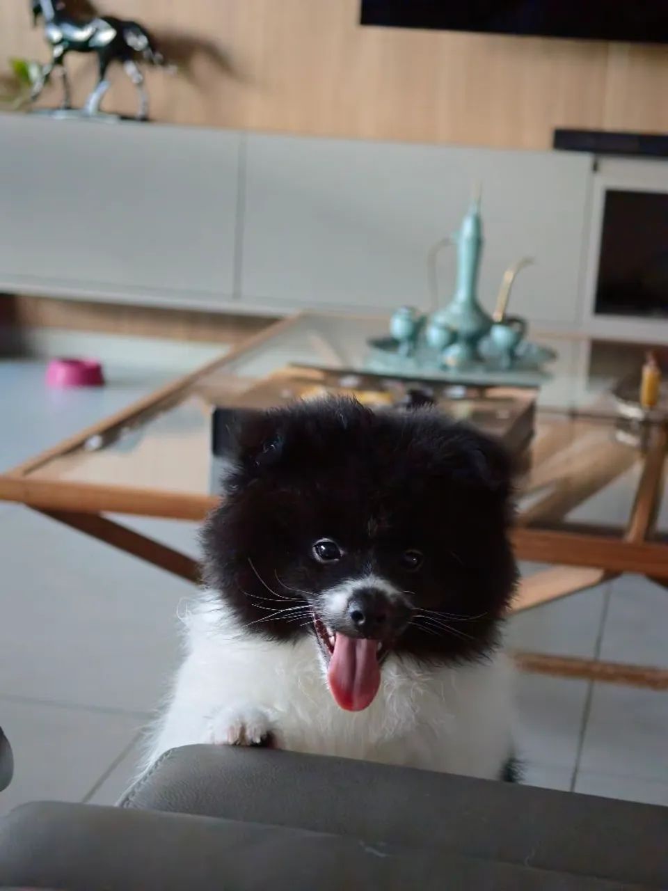 Filhote Macho Pomsky Mini - Merle - Foto 3