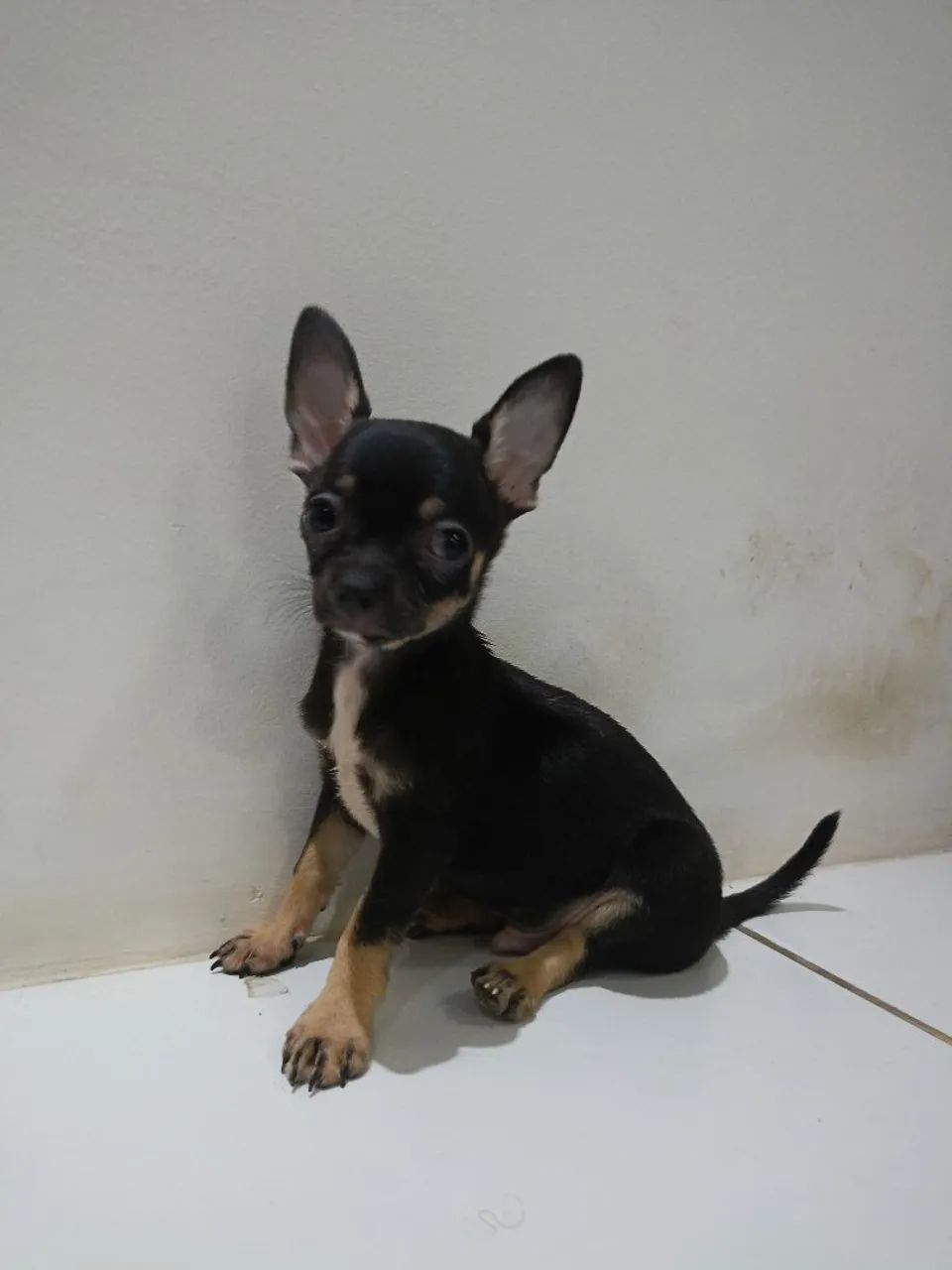 Pinscher 