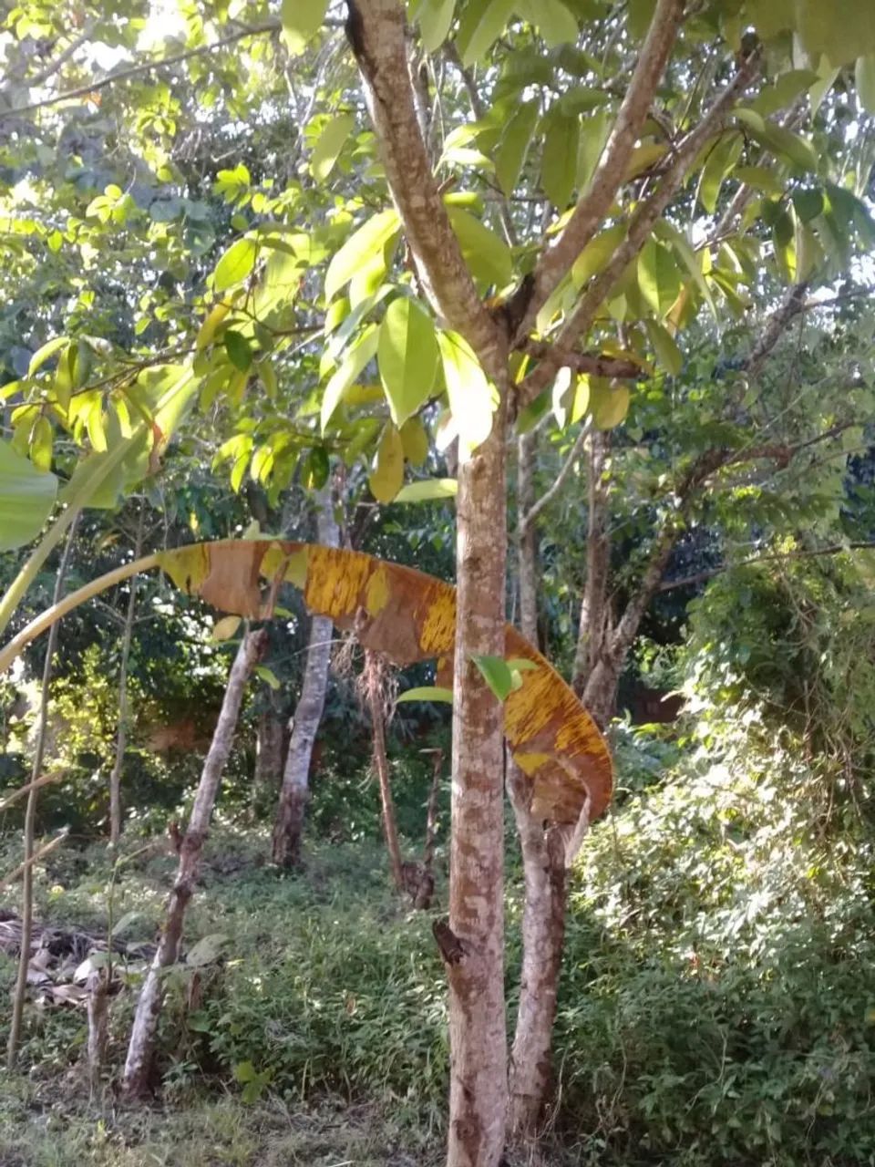 Terreno Ilha de Itaparica  - Foto 4