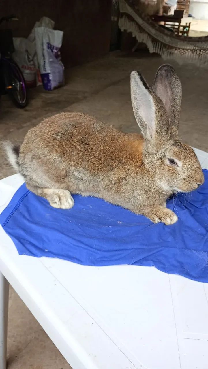 Coelhos 