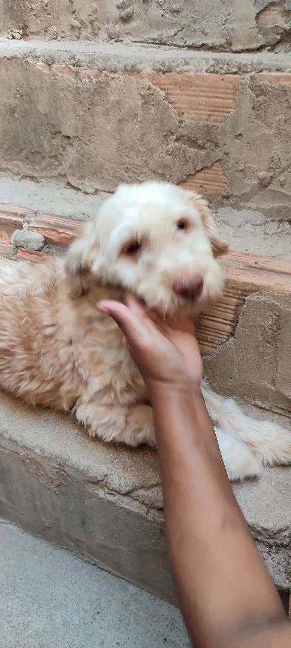 Doação de cachorra - Foto 2