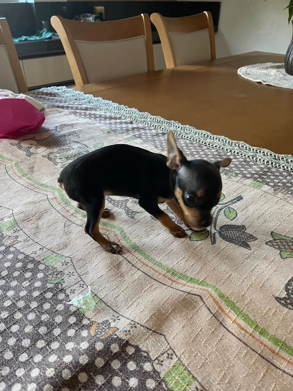 Pinscher Zero