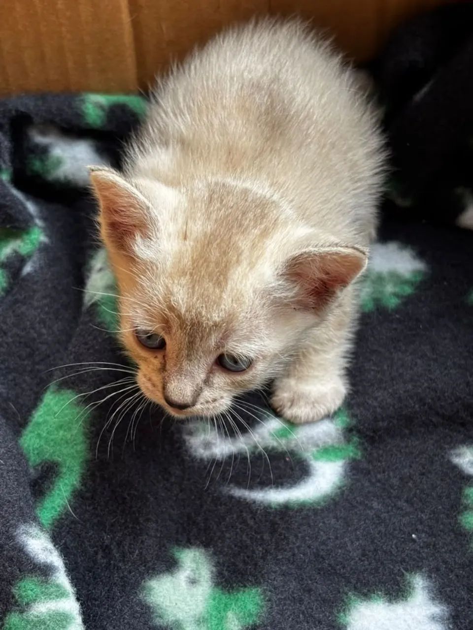 Doa-se gato  - Foto 4