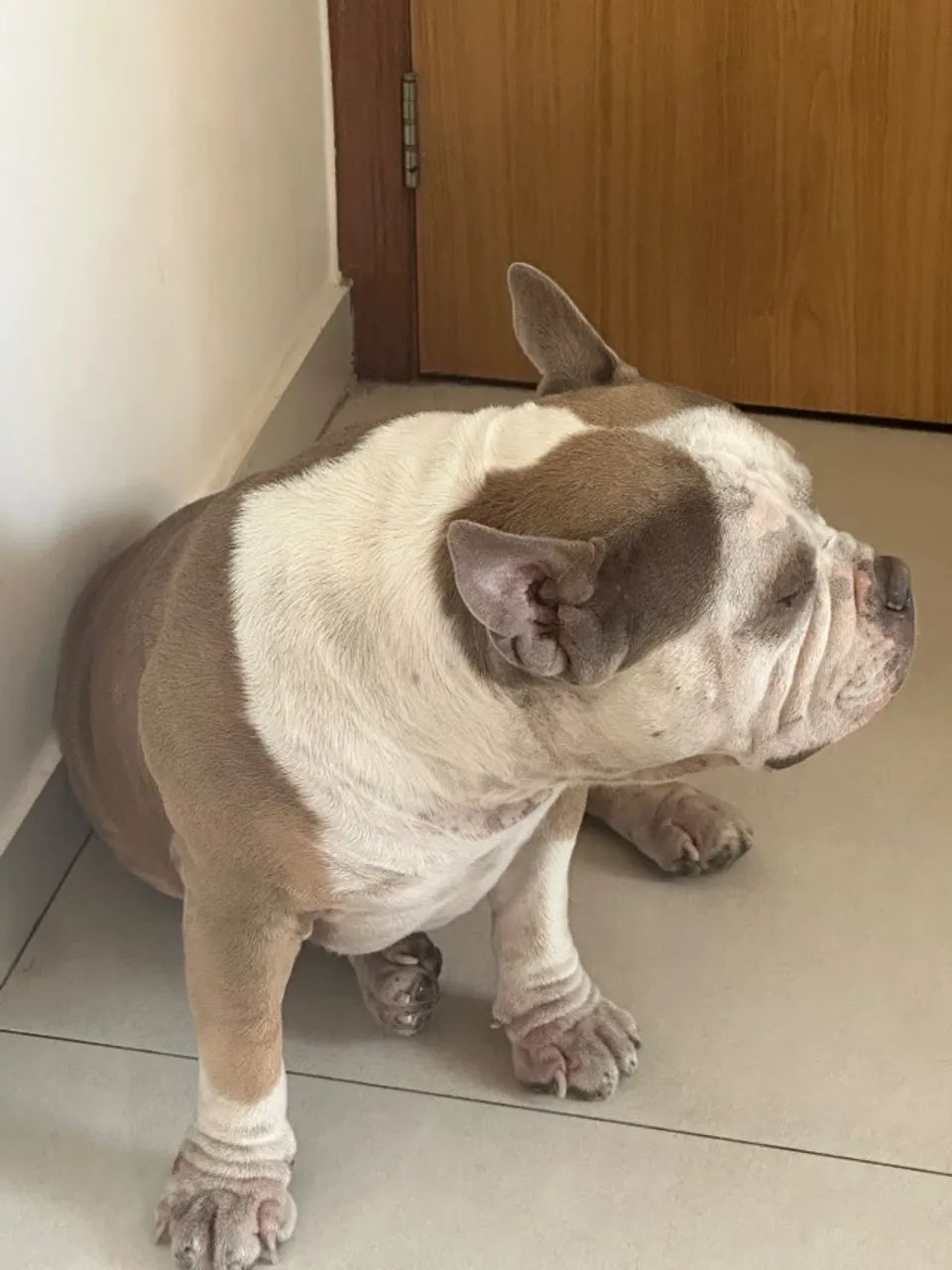 American Bully - Foto 3
