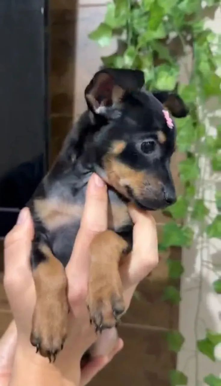 Casal de pinscher  - Foto 2