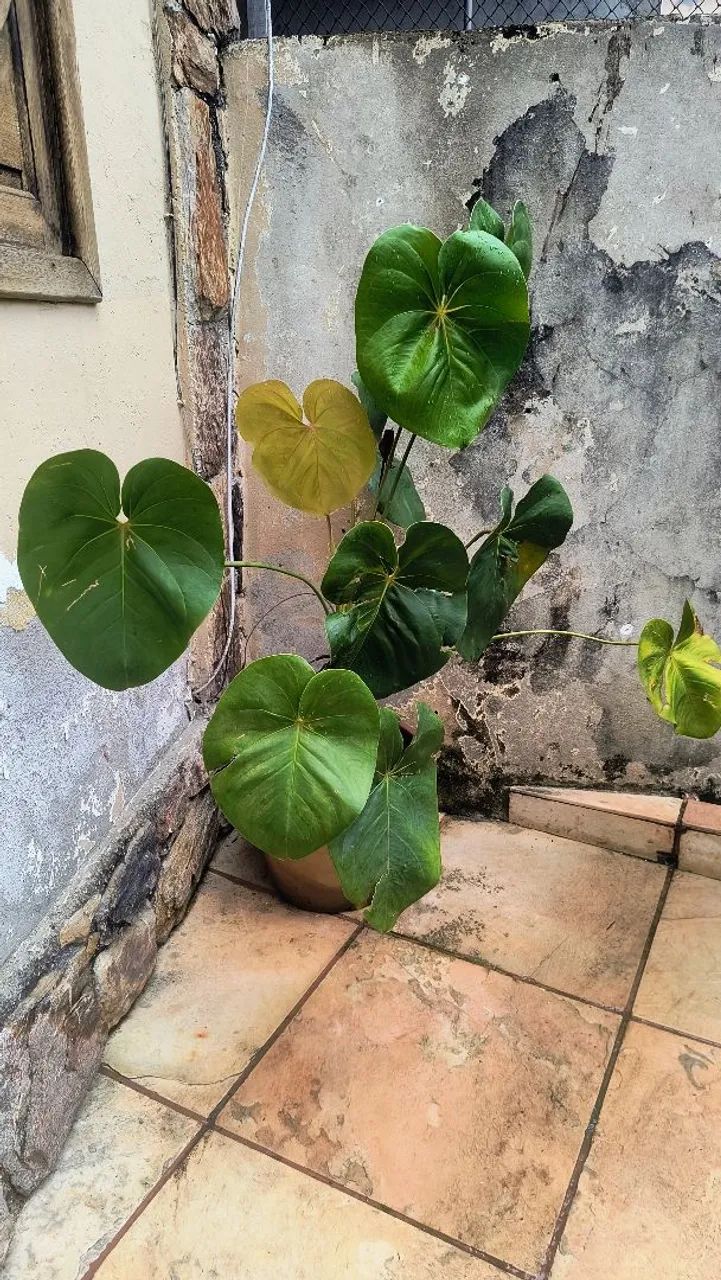 Anthurium