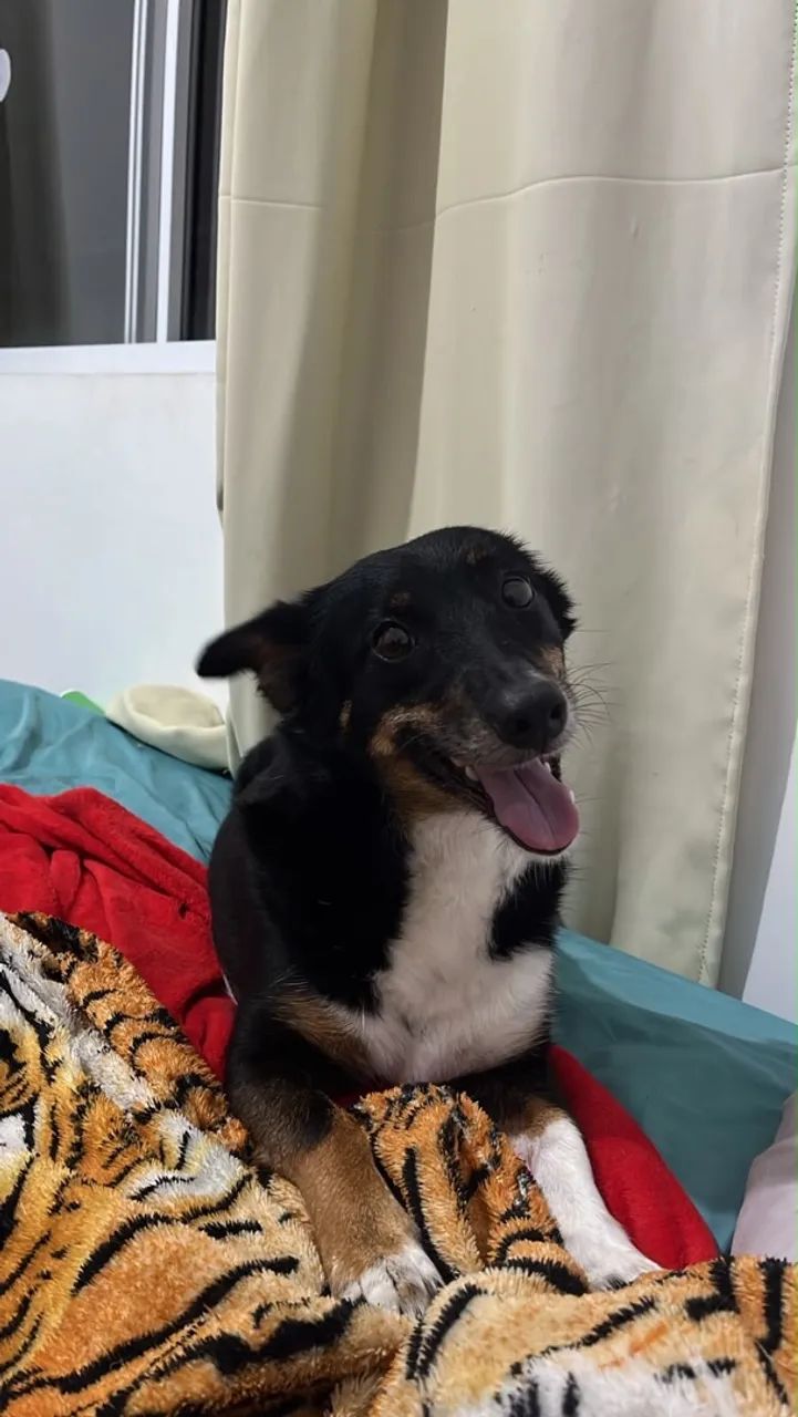 Cadela pra doação  - Foto 5