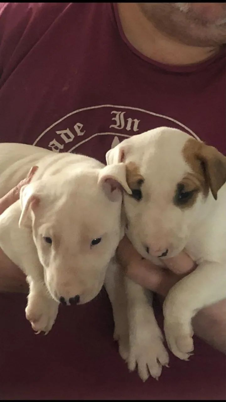 Disponível hoje! Filhotes de Bull Terrier - Chame no WhatsApp para reservar. - Foto 3