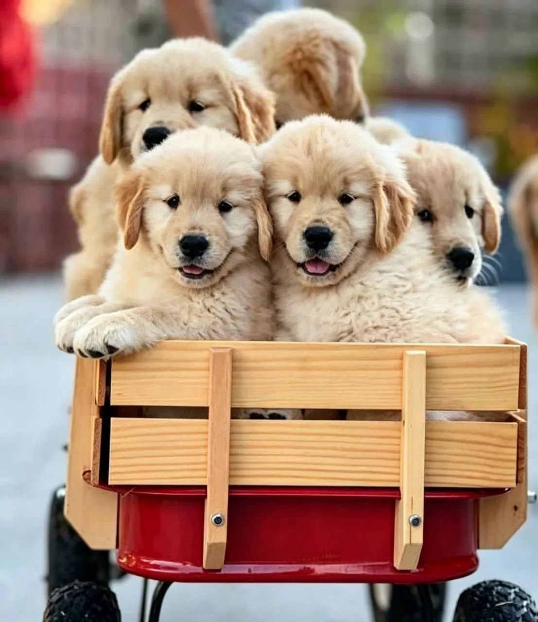 Golden retriever  - Foto 3