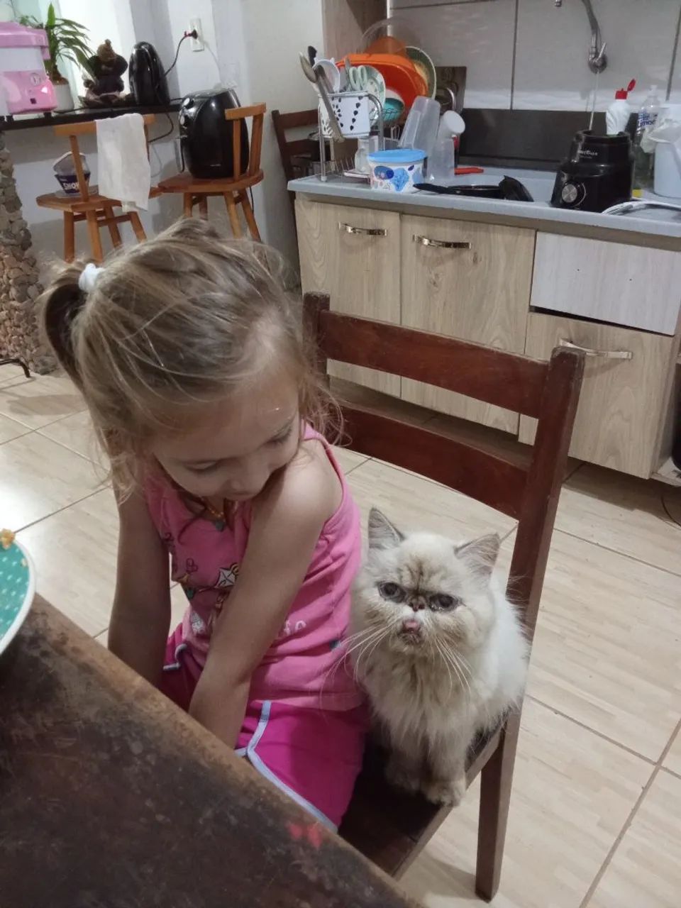 Gata persa - Foto 2