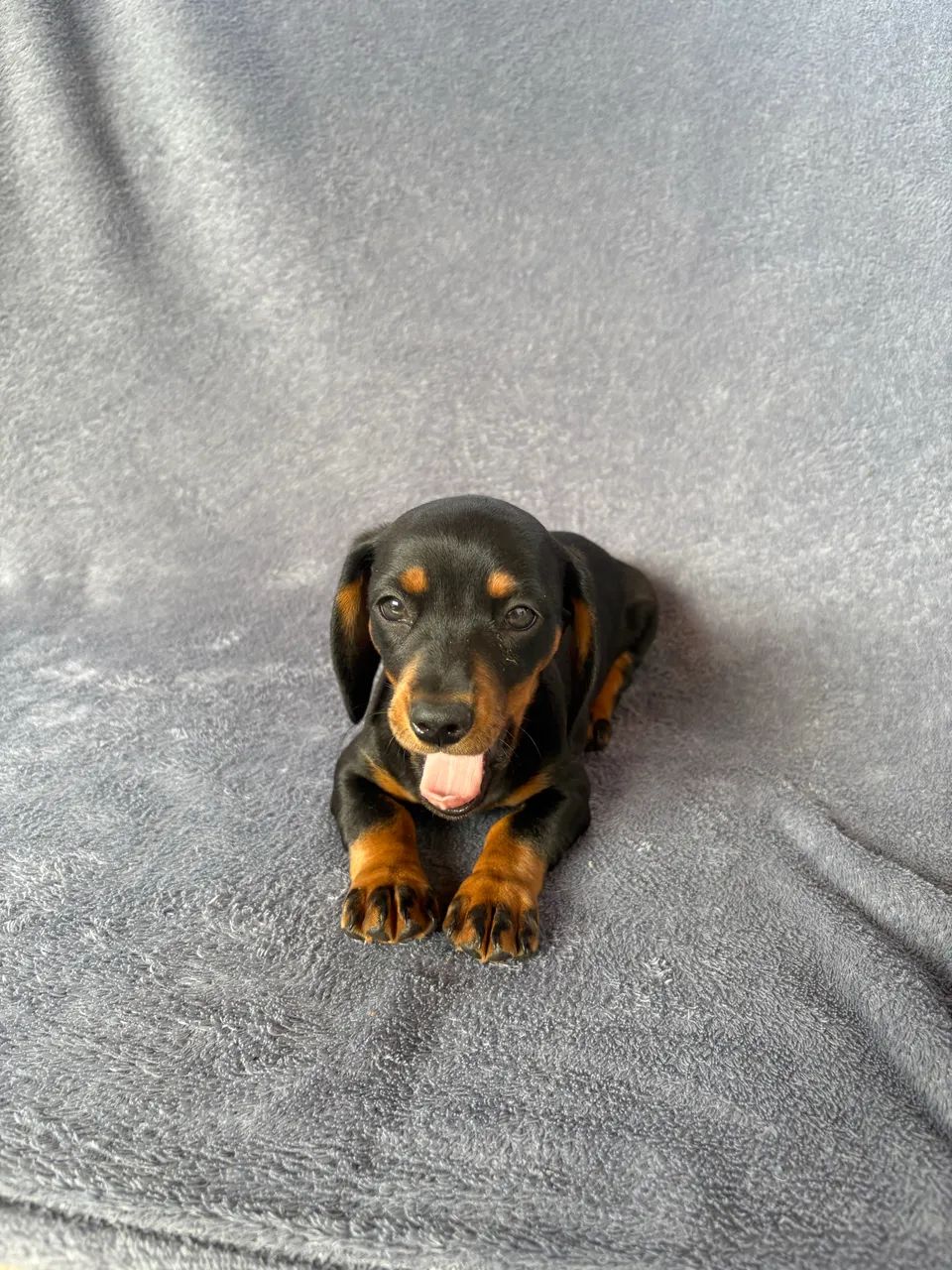 Dachshund fêmea  - Foto 4