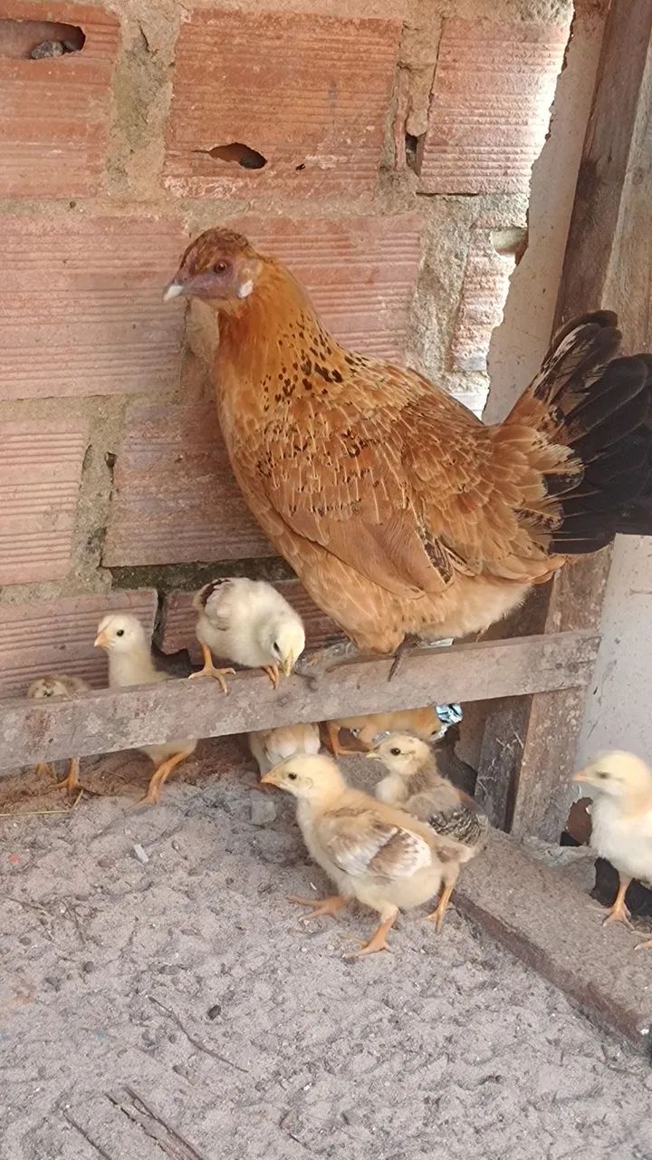 Galinhas de raça  - Foto 6