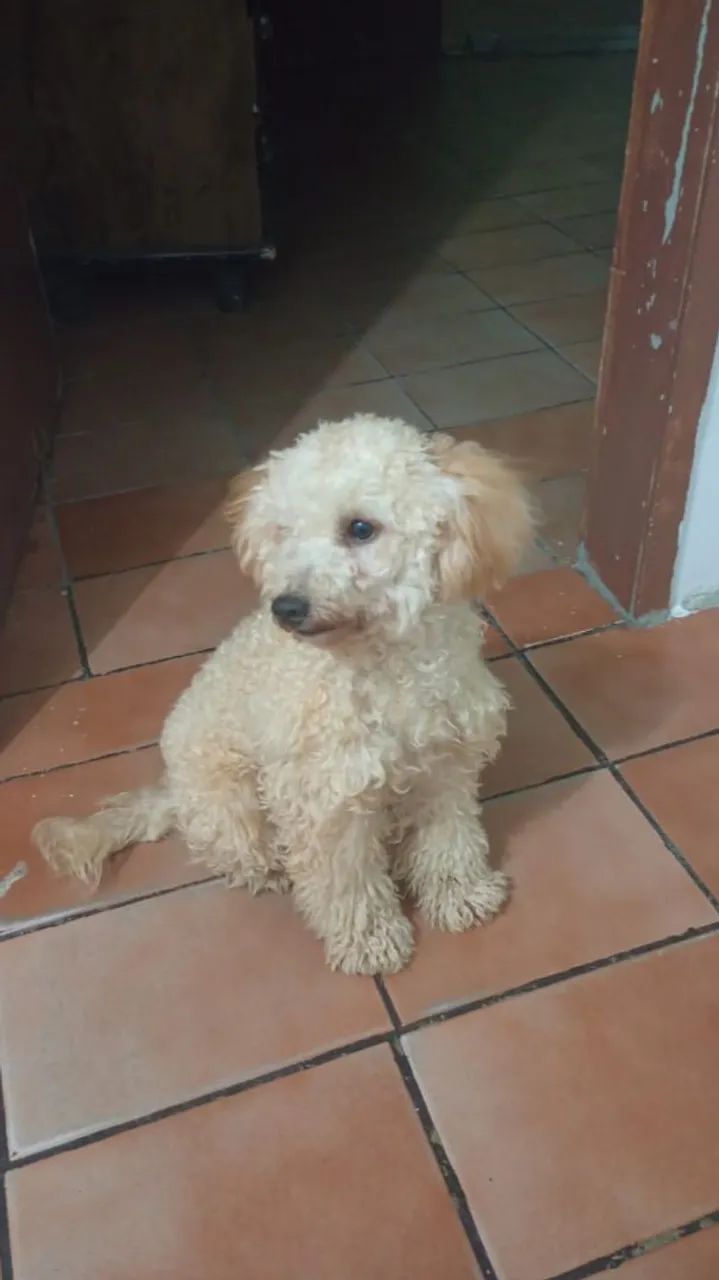 Poodle 7 meses 