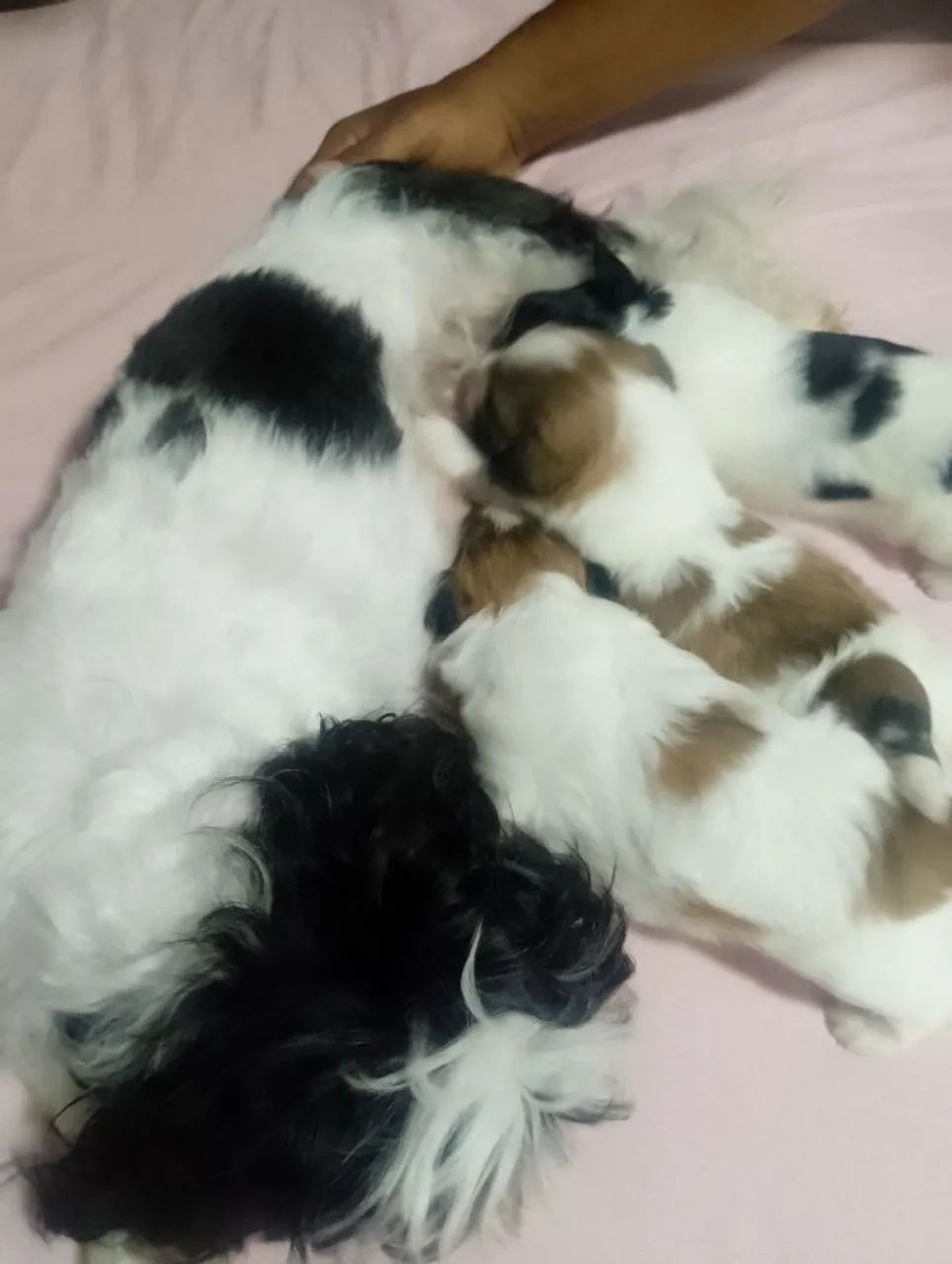 Cachorro shih Tzu - Foto 4