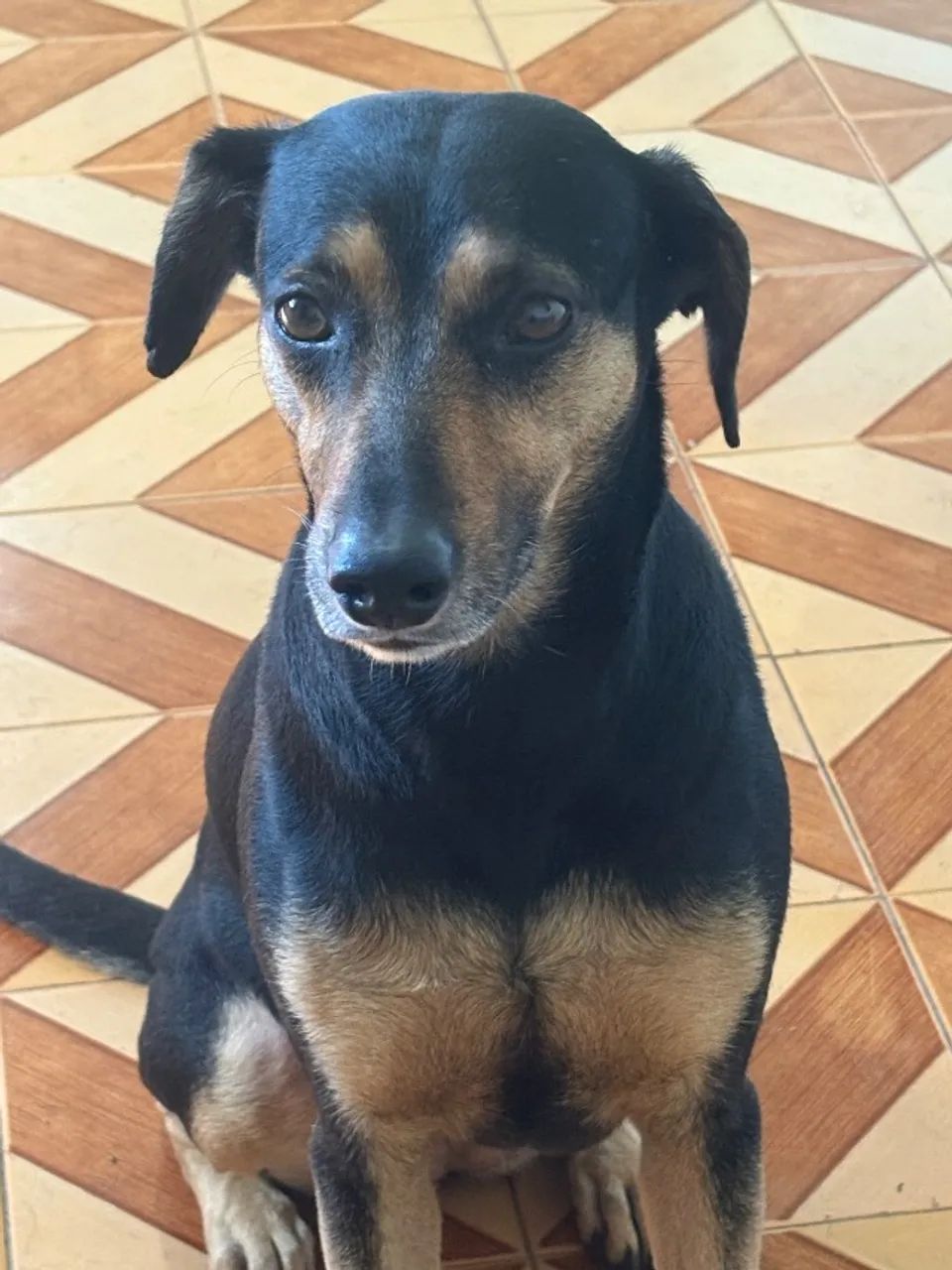 Adoção responsável  - Foto 4