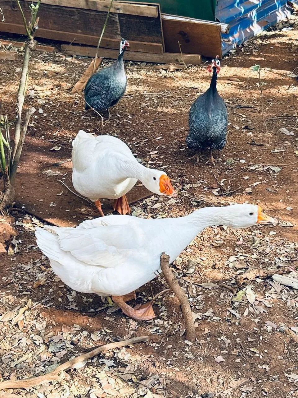 Vende_ se uma casal de ganso