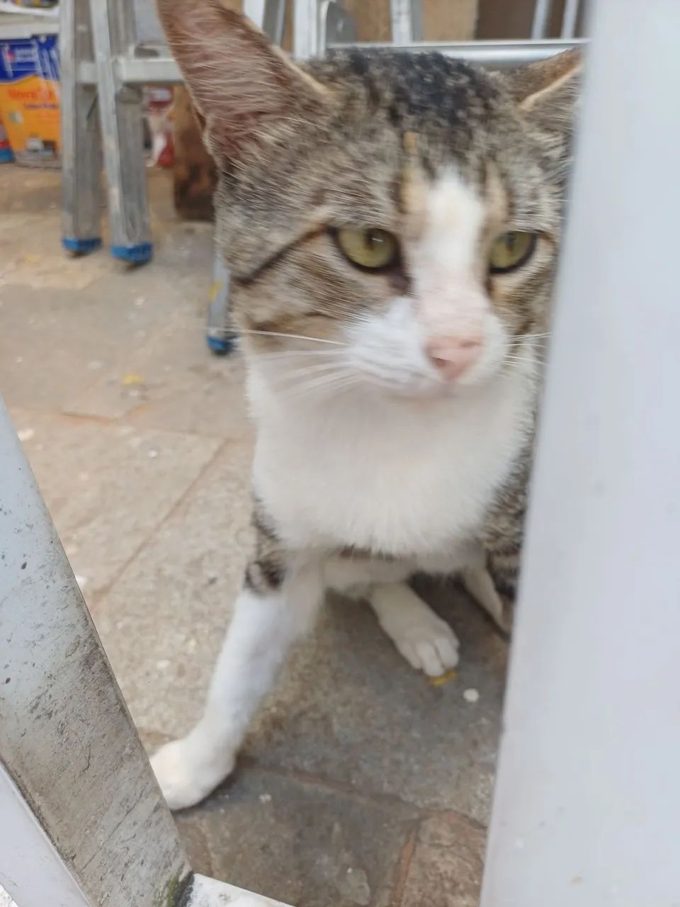 Adoção Responsável  - Foto 4
