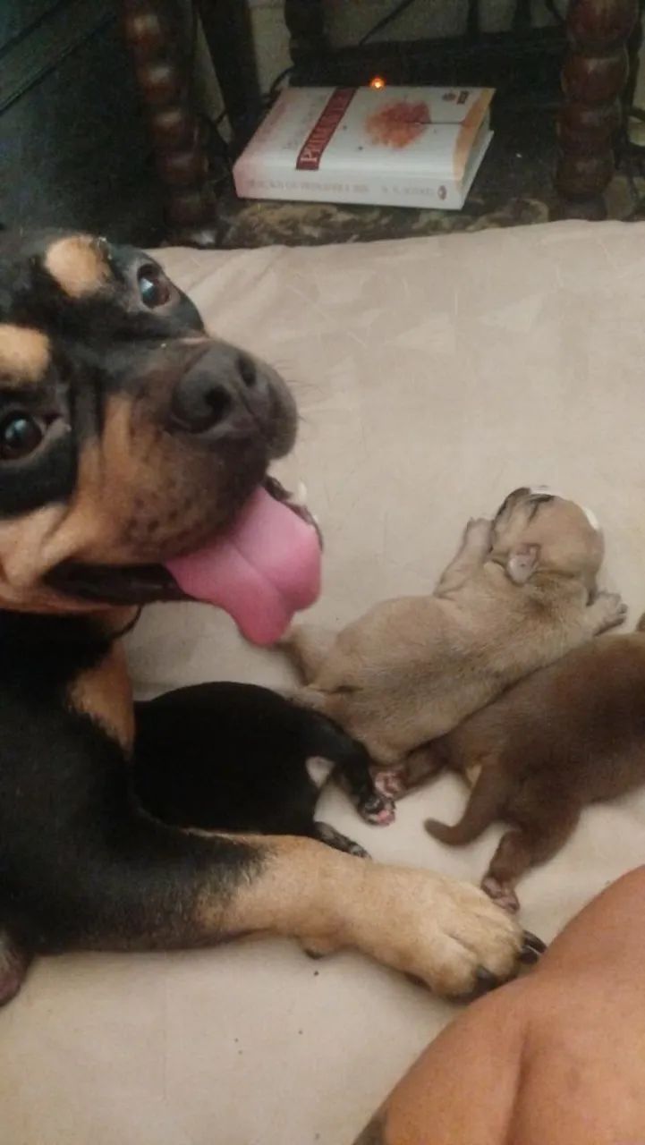 Exótic American Bully Nano  - Foto 3