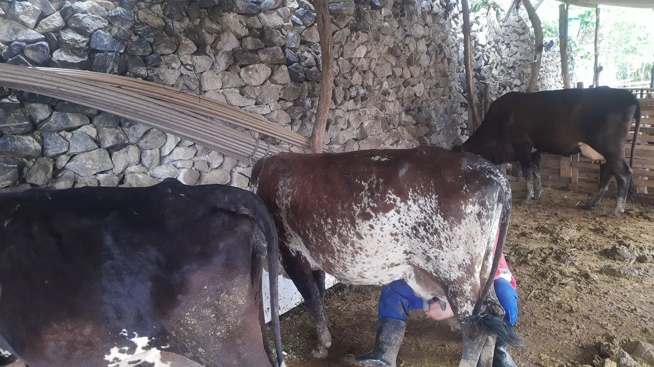 Vacas leitera  - Foto 3