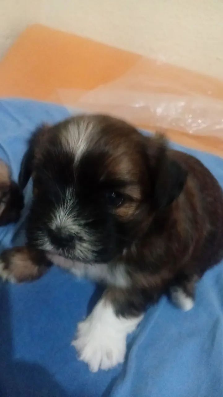 Vende se