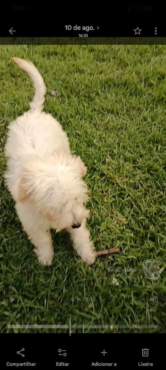 Animal de estimação  - Foto 2