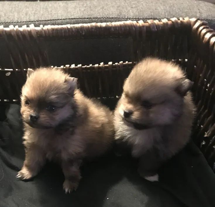 Lulu da Pomerânia 