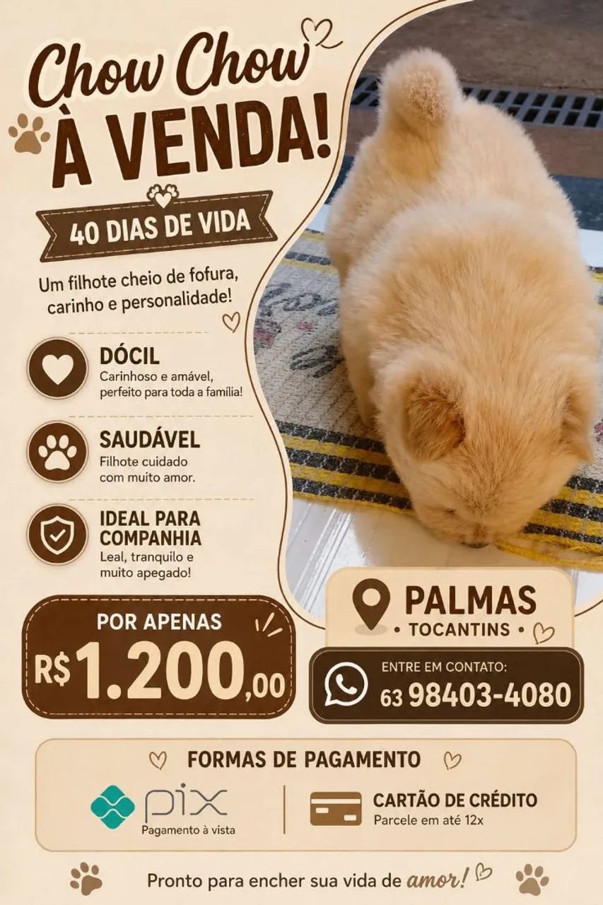 Vendo chowchow 
