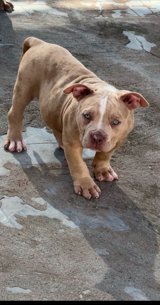 PIT MONSTER MACHO  - Foto 4