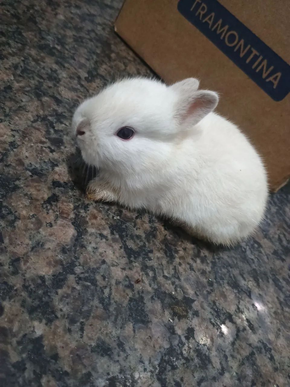 Coelho filhotes  - Foto 4