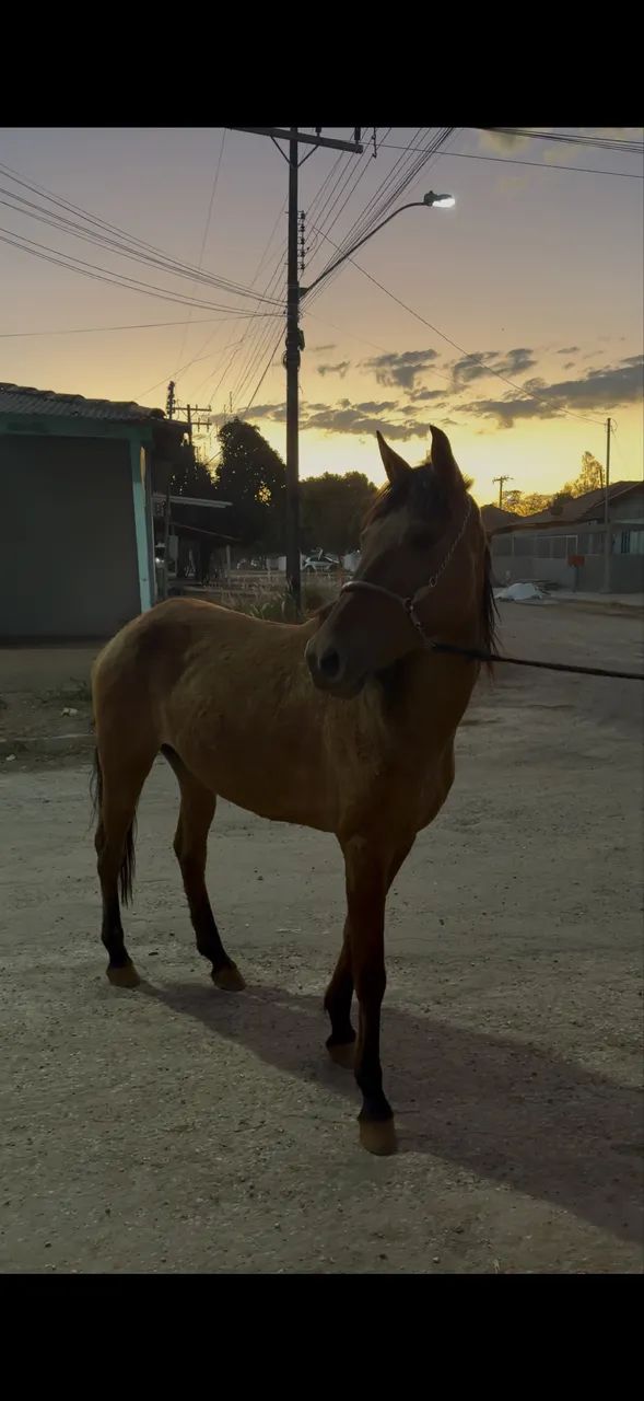 Potra domada  - Foto 2