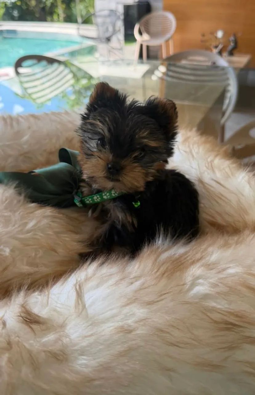 Yorkshire Terrier 