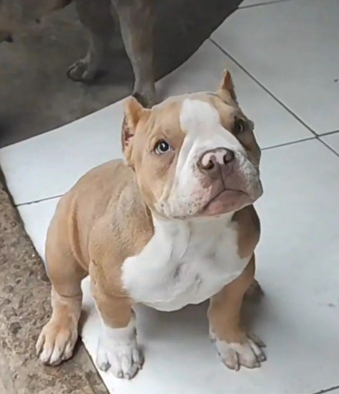 American Bully macho - Foto 3