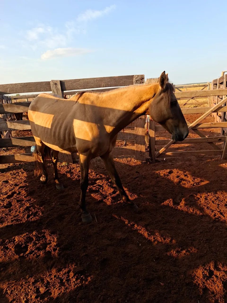 Vendo cavalo manso  - Foto 2