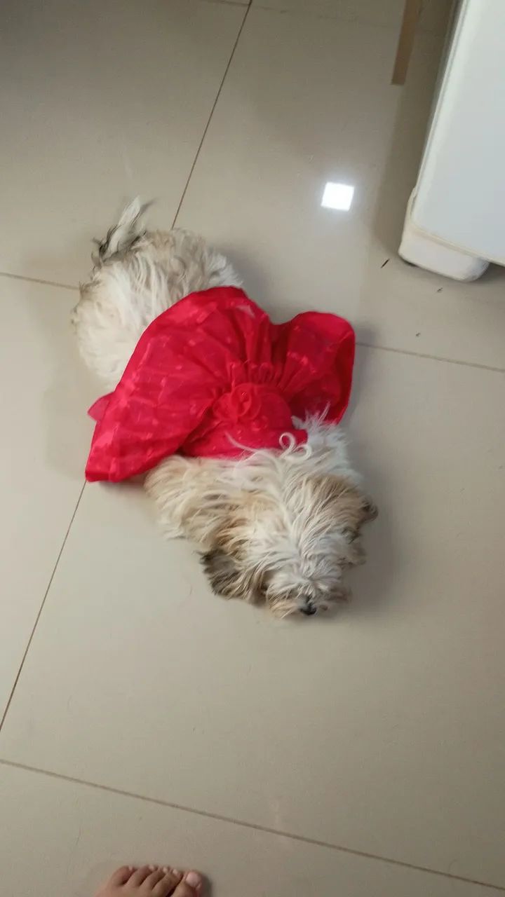 Fêmea para cruzar - Foto 2