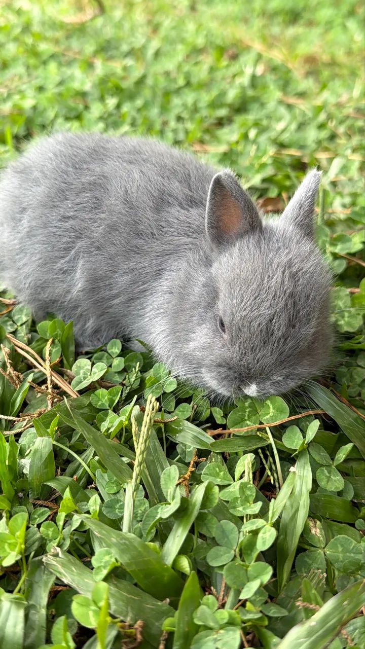 coelhinhos fofossss - Foto 2