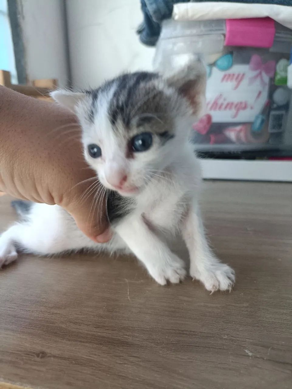 Gatos para adoção  - Foto 5