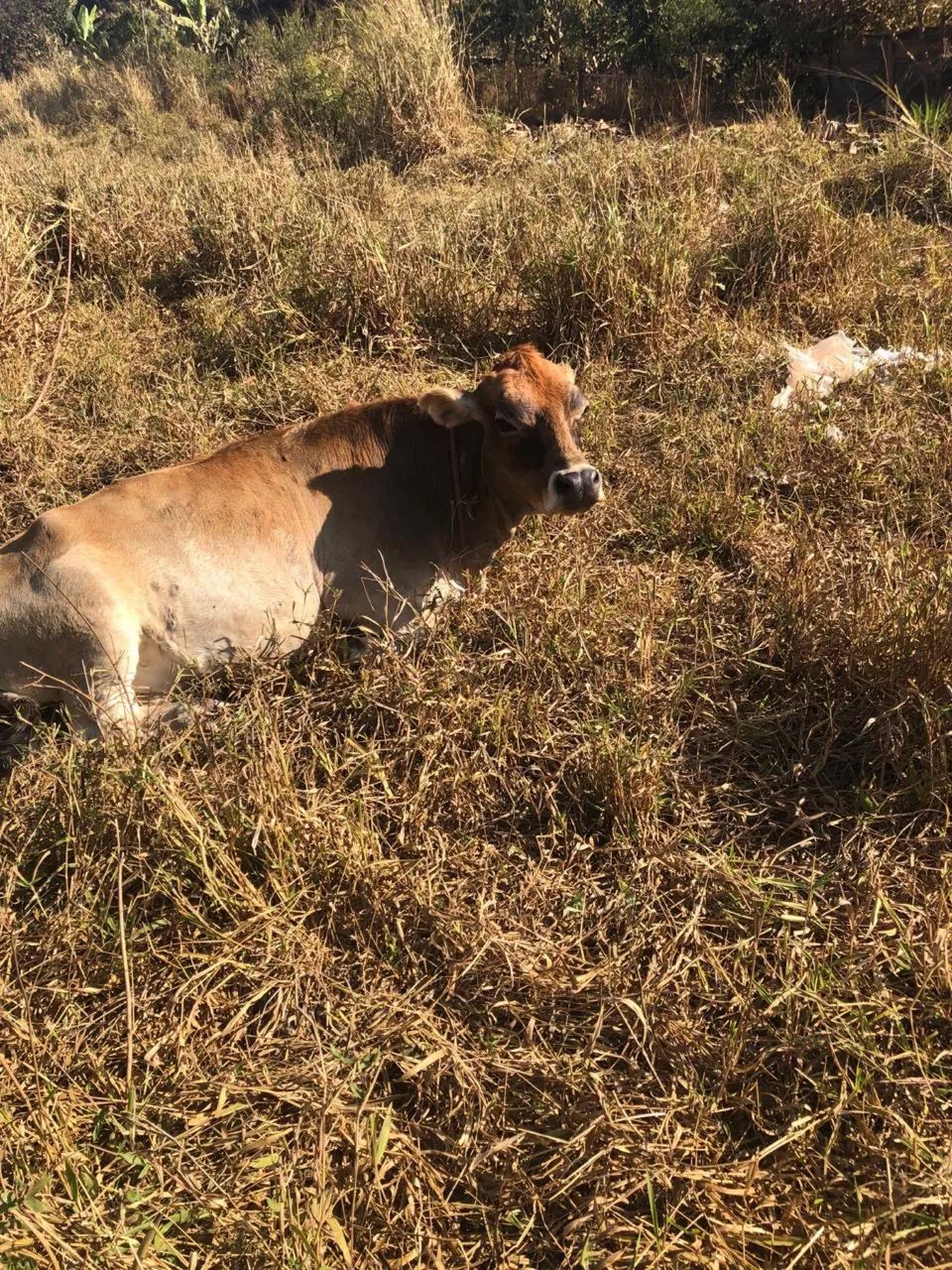 Animais - Foto 3