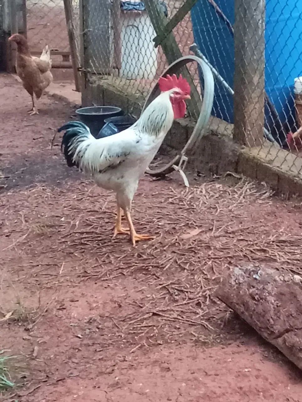 Frangos caipira  - Foto 3