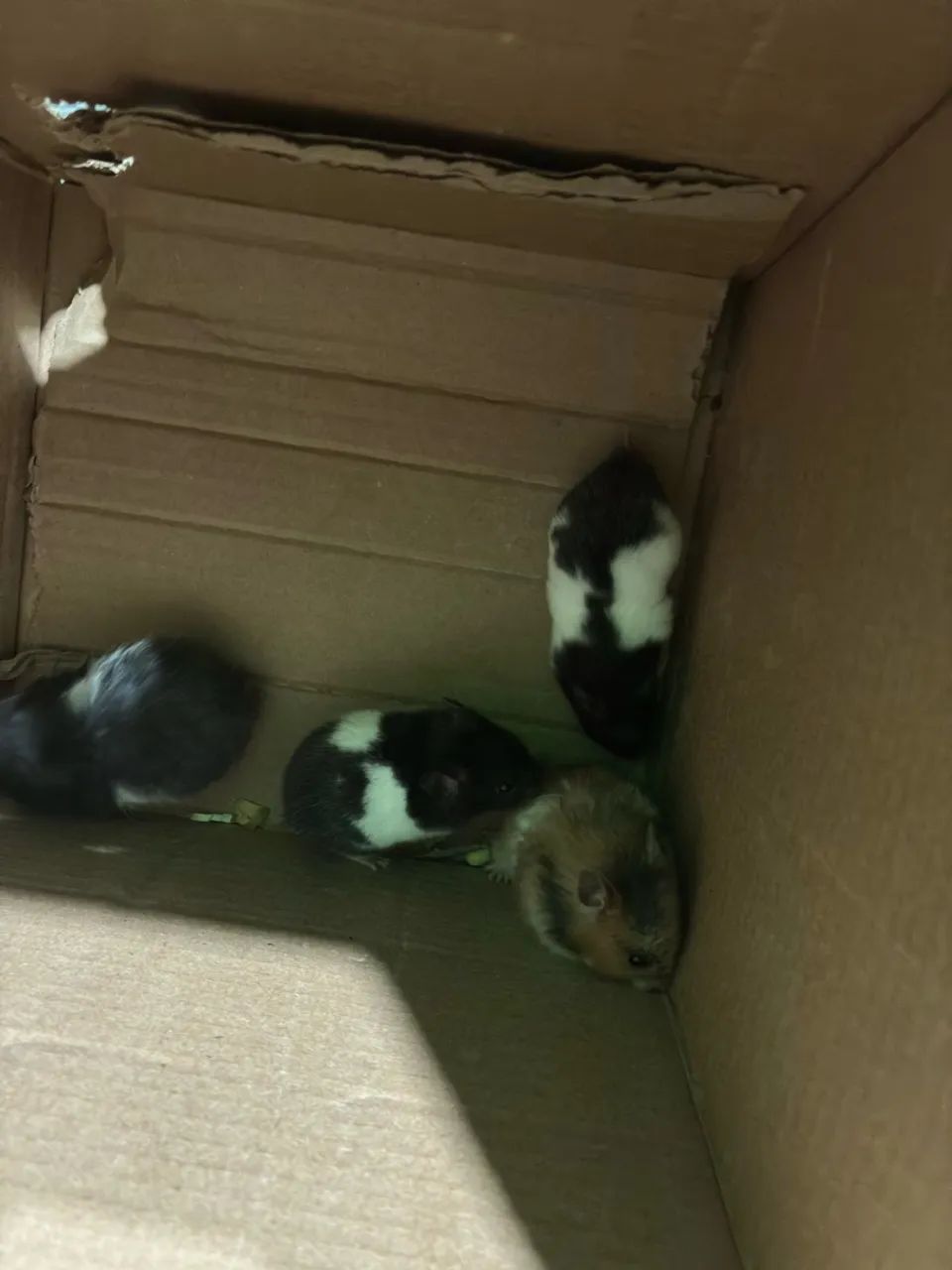 Filhote de Hamster  50 