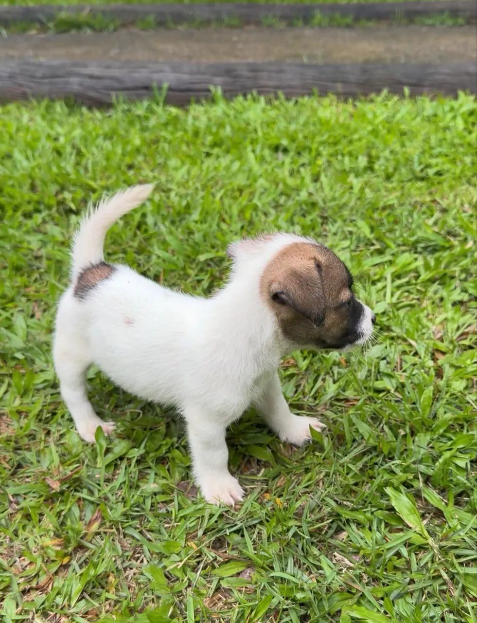  JACK RUSSEL C/ PEDIGREE