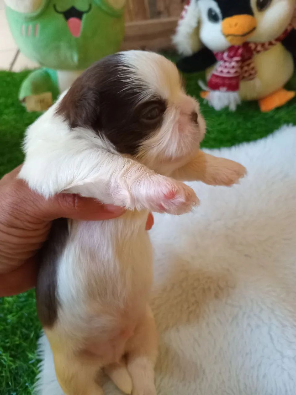 Cachorro Stzu  - Foto 2