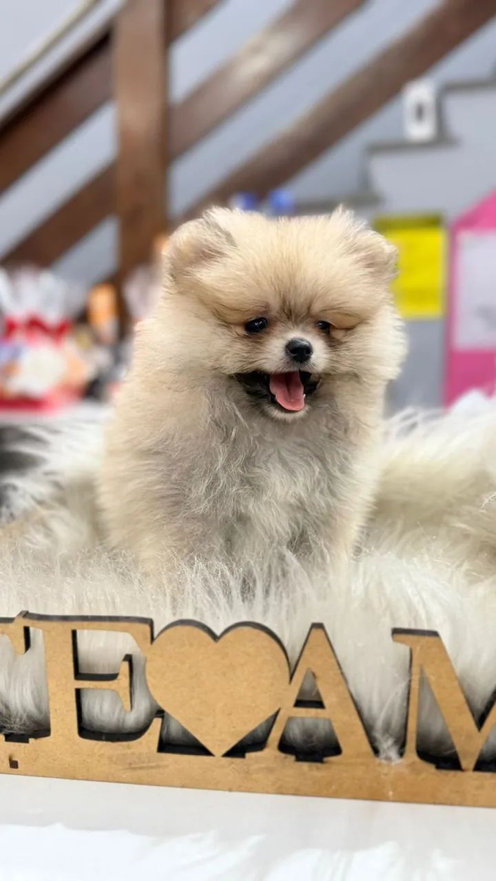 Lulu da Pomerania anãos fêmea  - Foto 6