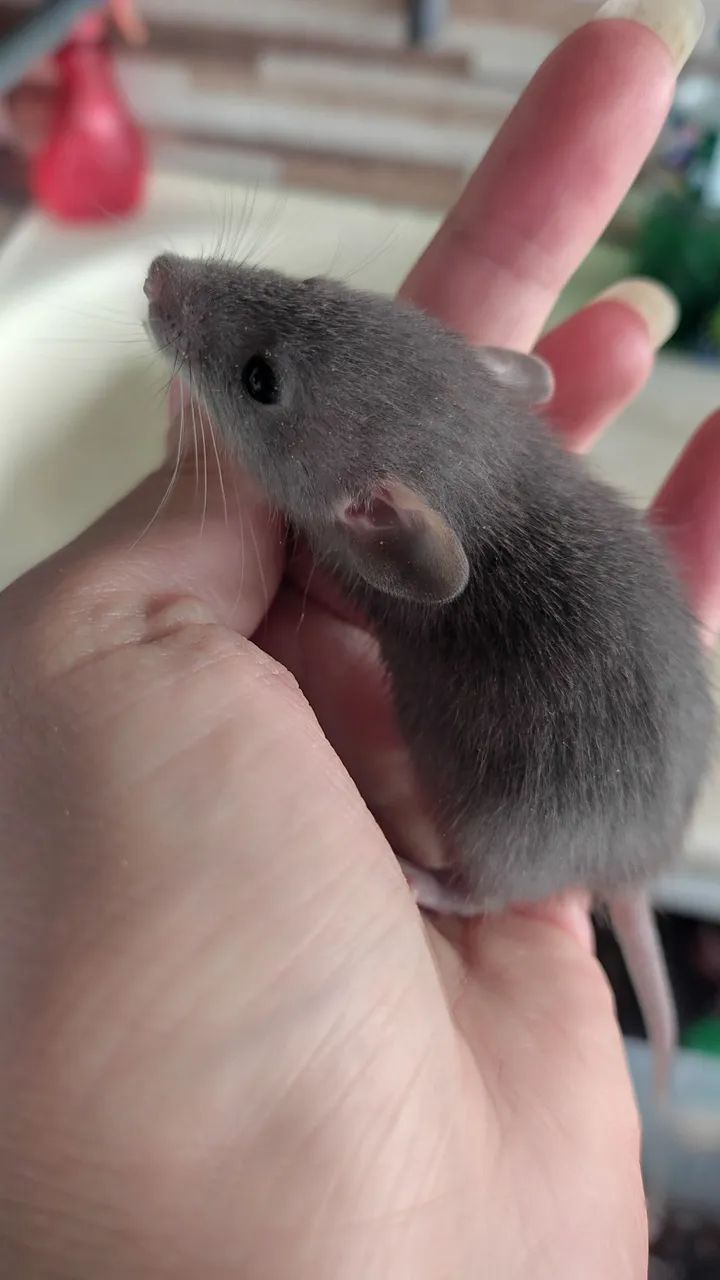 Ratos Twister  - Foto 5