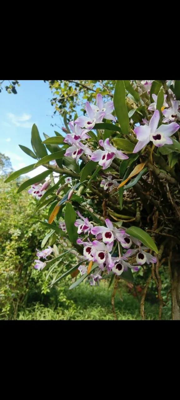 Orquídeas  - Foto 2