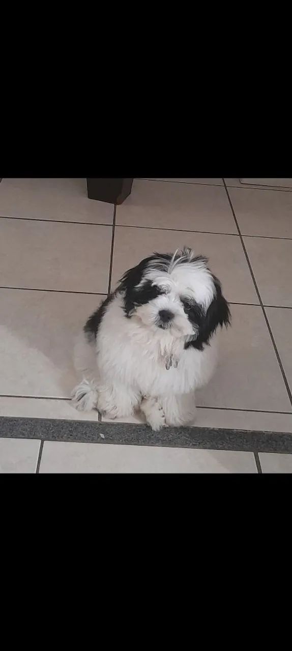 Cachorro shiatsu 650