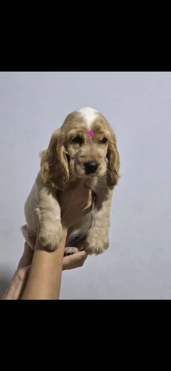 Filhote cocker spaniel inglês - Foto 2