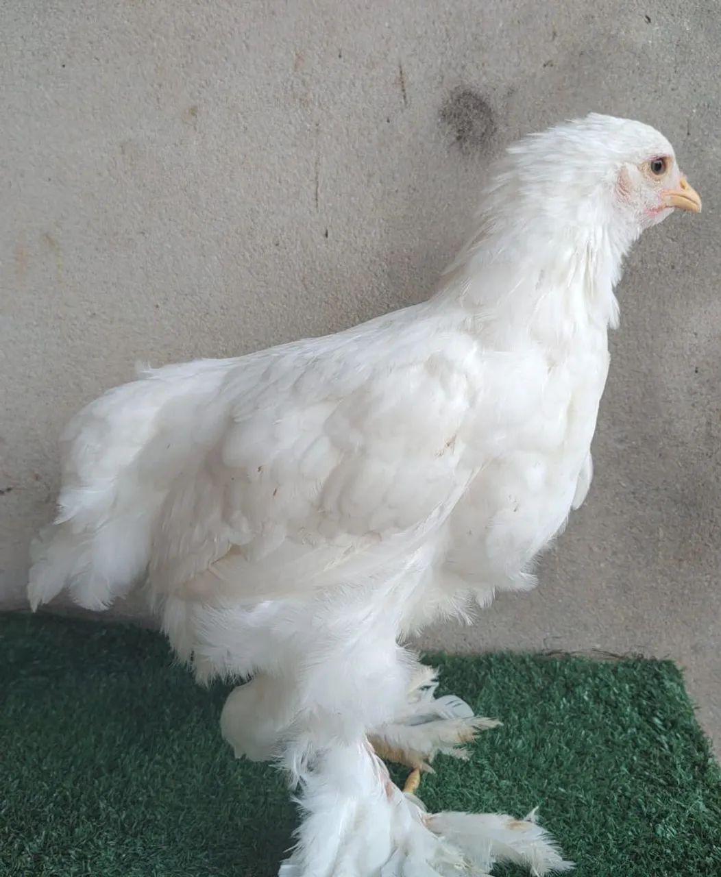 Brahma White - frangos e frangas - Foto 4