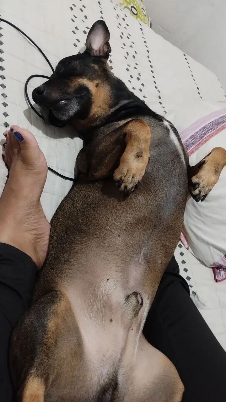 Adoção Macho Castrado  - Foto 4