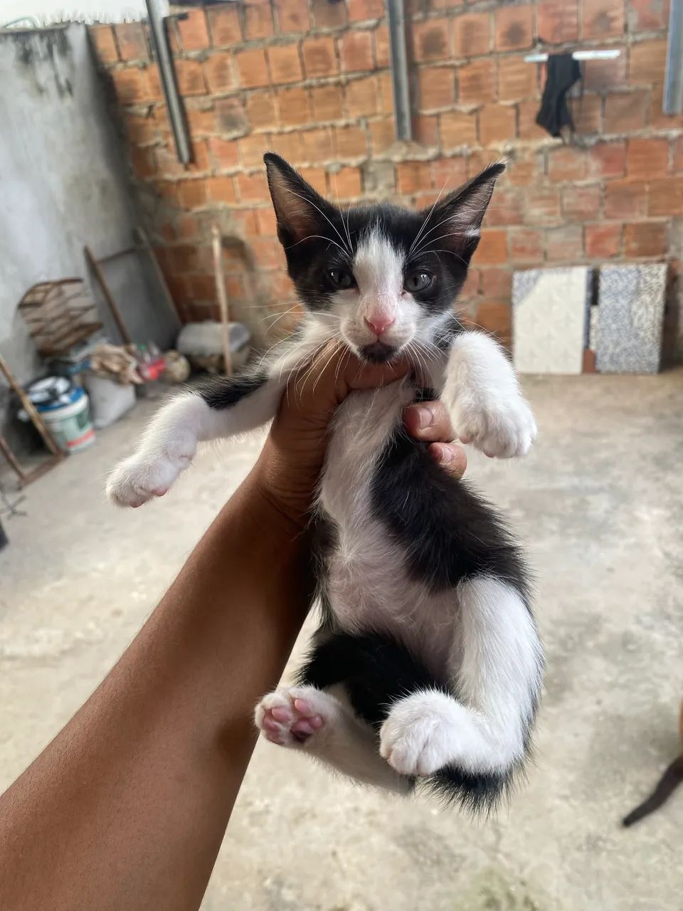 Gatinhos Para Doar  - Foto 5