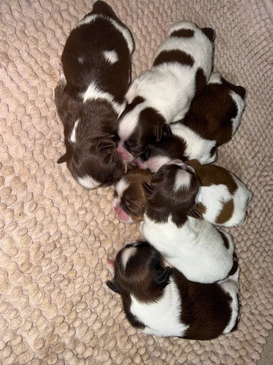 Babys Shih Tzu Disponíveis Para Reserva Parcelamos em 12x, @imperio_kennel 